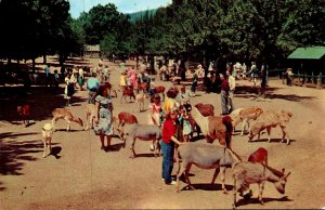 New York Catskill Feeding Area Catskill Game Farm