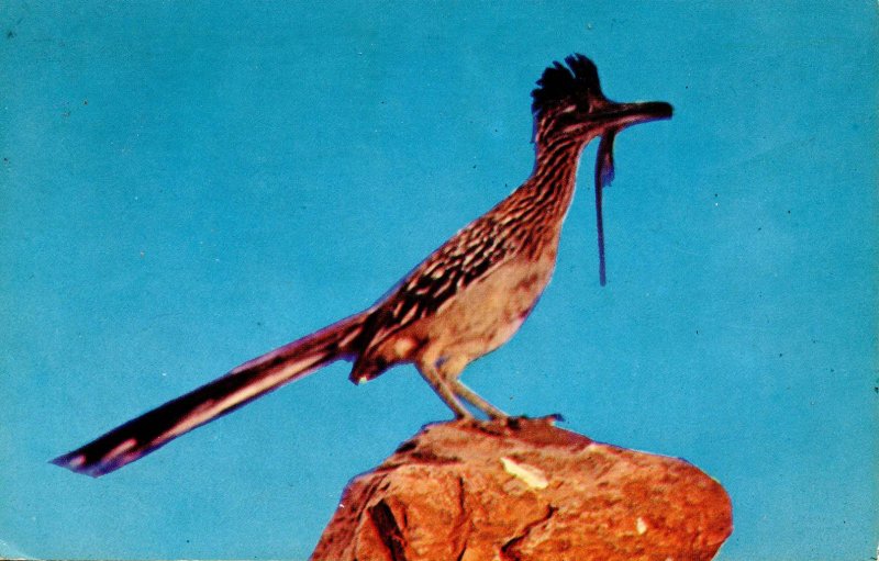 Bird - Desert Road Runner