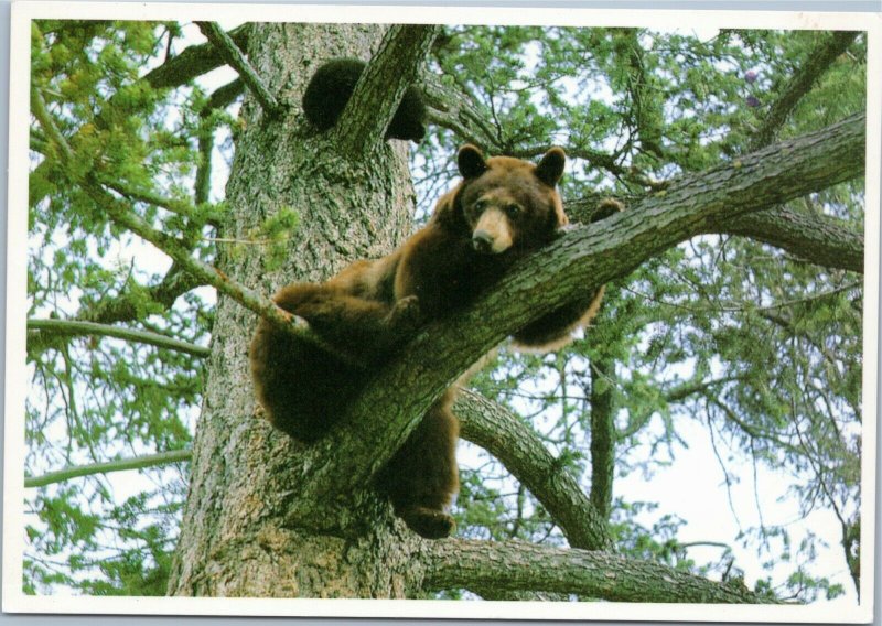 Black Bear and Cub in Tree postcard