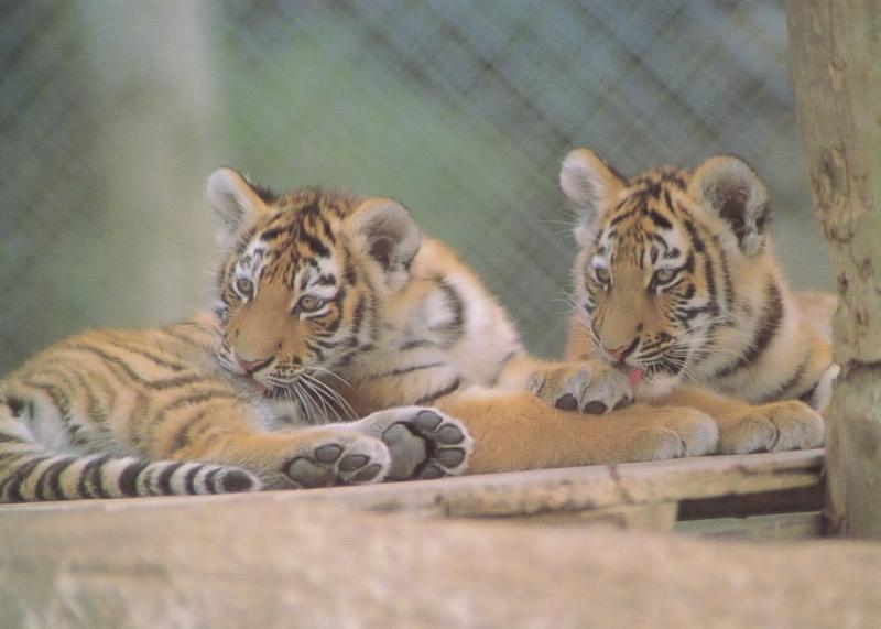 Siberian Tiger Cubs Giant Cat Babies at Winchester Zoo Postcard