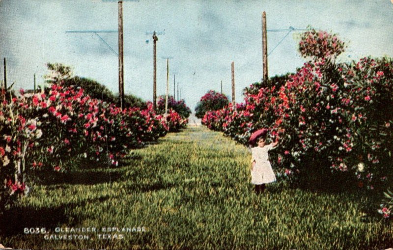 Texas Galveston Beautiful Oleander Esplanade With Young Girl