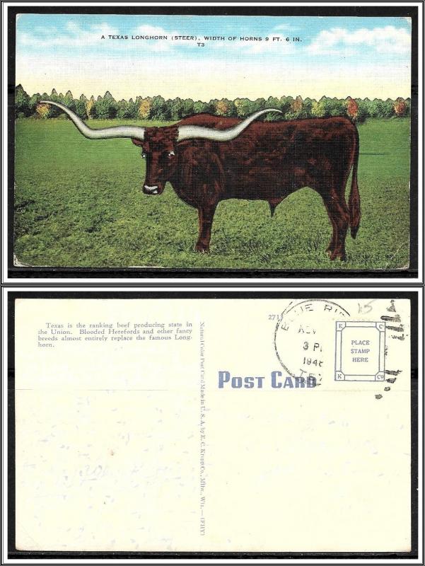 Texas - Longhorn Steer [TX-023]