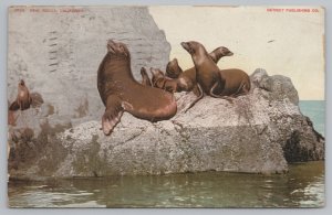 Animal~Seals On Rocks On Shoreline~PM 1910~Vintage Postcard 