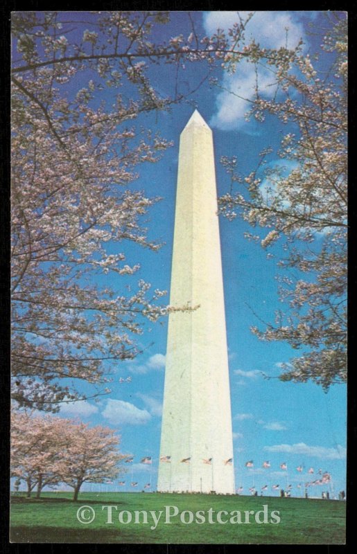 Washington Monument - Cherry Blossom Time