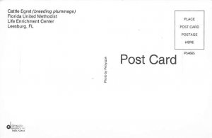 Cattle Egret Breeding Plummage