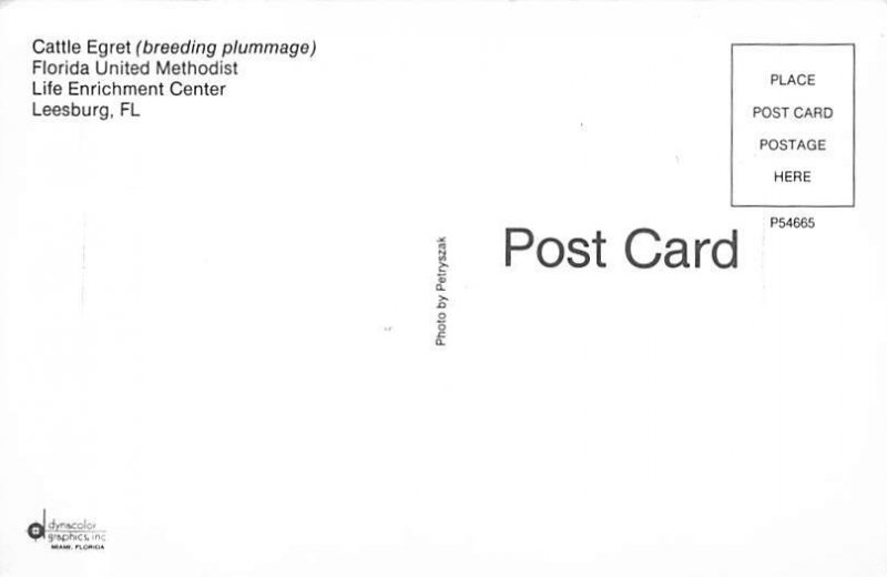 Cattle Egret Breeding Plummage