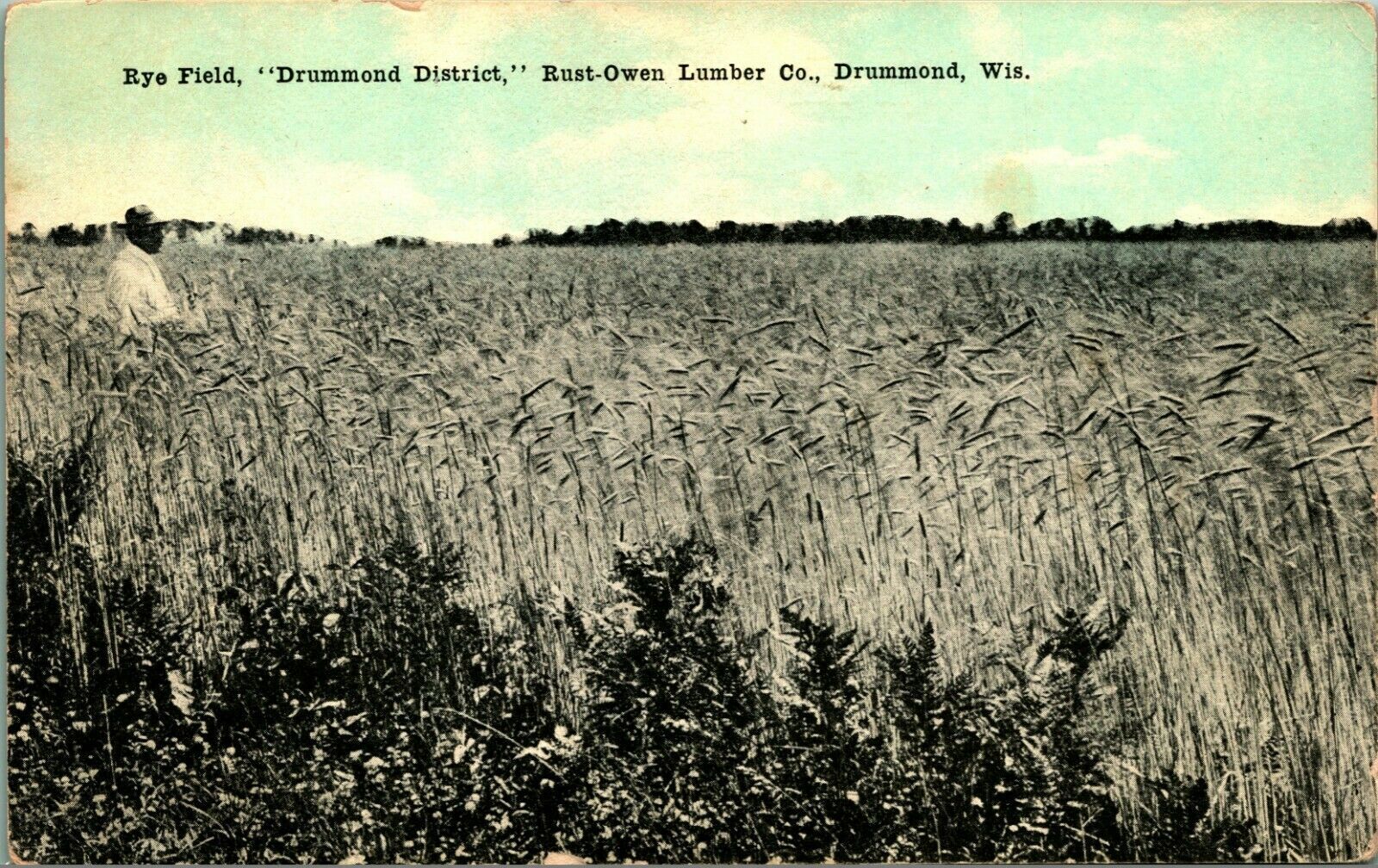Rye Field Drummond District RustOwen Lumber Co Drummond WI 1910s Postcard UNP United States