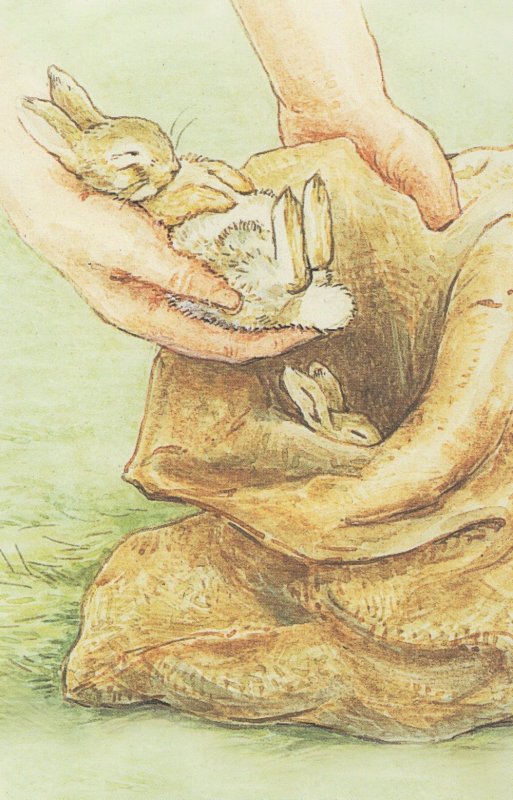 The Tale Of The Flopsy Bunnies Beatrix Potter 1909 Book Postcard