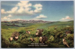 Vtg Elkhorn Range Colorado CO Sage Grouse Denver Museum Natural History Postcard