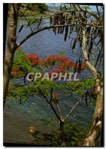 Modern Postcard Martinique Flamboyant red and blue sea