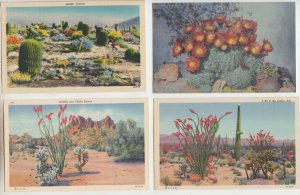 P3121 vintage postcards beautiul views dessert plants and flowers