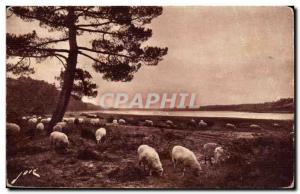 Hossegor - near Capbreton - Paturages - Old Postcard