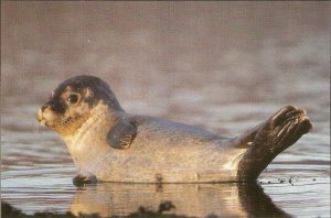 Animals. Seal Modern English artistic photo postcard. Size 15 x 10 cms.