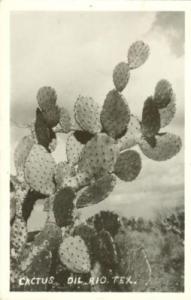 Cactus, Dil Rio, Texas 1945 used Real Photo, RPPC Postcard