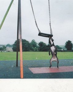 Dog Attacking Childrens Swing Earing It UNIQUE London Photo Agency Art Postcard