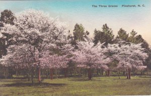 North Carolina Pinehurst The Three Graces Albertype