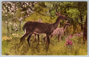 Doe & Fawn, Hidden Lake Game Preserve, New Port Richey FL Hand Colored Postcard