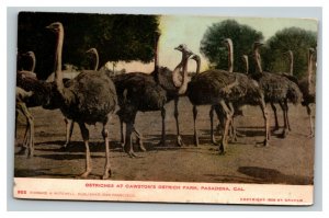 Vintage 1900's Photo Postcard Ostriches Resting Cawston Ostrich Farm California