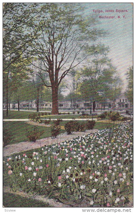 Tulips, Jones Square, Rochester, New York, PU-1908