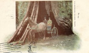 Postcard Early View of Horse Carriage under The Big Tree, Stanley Park, B. C.