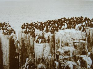 Birds of the Farne Islands PINNACLE ROCKS c1930s RP Postcard by Valentine