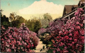 Vtg Charleston South Carolina SC Magnolia Gardens 1940s Hand Colored Postcard