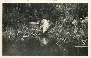 Congo Pointe-Noire Cayman on the Loeme River real photo postcard