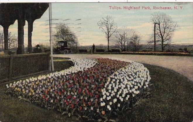 New York Rochester Tulips In Highland Park 1912