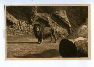 234494 ZOO Carl Hagenbeck Tierpark LION Vintage Umlauff PC