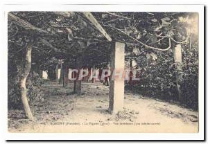 Roscoff Old Postcard The fig tree (1610) Inside view (700 square meters)