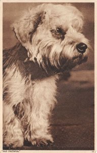 Lot 24  old faithful dog animal  Yorkshire terrier message of king george VII uk
