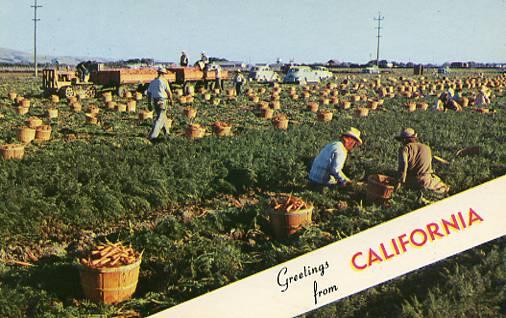 CA - Harvesting Carrots