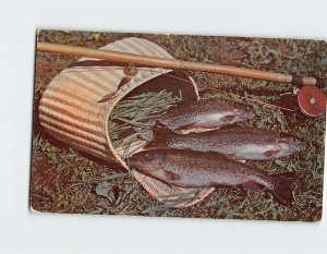 Postcard Mountain Trout