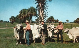 Vintage Postcard Cattle Industry Capital Cattle Raising Center Kissimmee Florida
