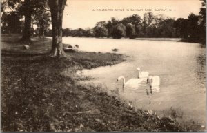 Vtg 1940s Rahway River Park Swans in Water NJ Mayrose Co Collotype Postcard