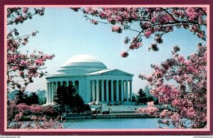 Wasgington D C Jefferson Memorial With Cherry Blossoms