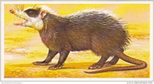 Brooke Bond Vintage Trade Card Incredible Creatures 1986 No 29 Moon Rat