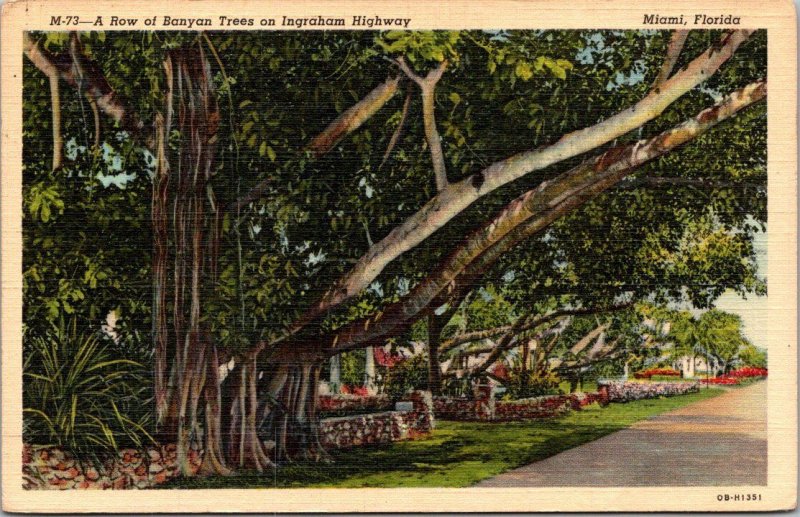 Florida Miami Row Of Banyan Trees On Ingraham Highway Curteich