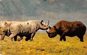 African Wild Life Rhinoceros Ngorongoro Crater 1968 