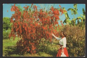 Florida Australian Weeping Bottle Brush Tree (Callistemon) pm1960 ~ Chrome