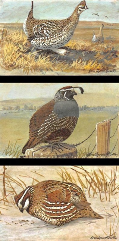 3~Postcards  FUERTES WATERFOWL & GAME BIRDS  #8 Grouse & #10 Quail & #9 Bobwhite