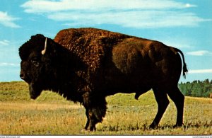 Monarch Of The Plains Buffalo In The Black Hills Of South Dakota and Wyoming