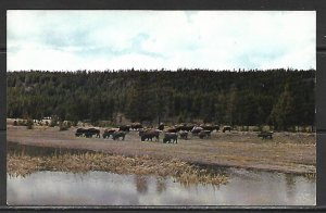 Herd Of Buffalo On The Plains - [MX-497]