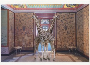 Symmetrical Giraffe as Animal Siamese Twins Photo Award Postcard