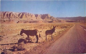 Burros Utah Denizens of Desert 1940s Postcard Roberts Intermountain 21-1804