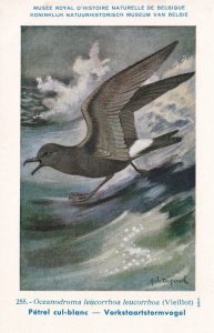 Oceanodroma Leucorhoa Leach's Storm Petal WW2 Bird Rare Postcard