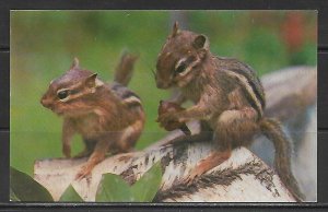 A Pair Of Chipmunks - [MX-545]