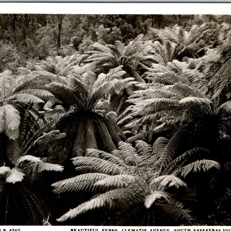 c1940s South Sassafras, Victoria, AU RPPC Ferns Clematis Ave. Rose Photo PC A114