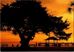 Continental Postcard St Simons Island, Georgia CE14