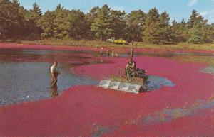 Cape Cod, Massachusetts - Harvesting Cranberries